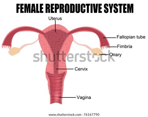 Female Reproductive System Useful Education Schools Stock Vector