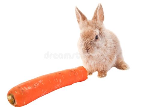 Rabbit Yellow Rabbit Cute Pet Ears Paws Tail Stock Image Image