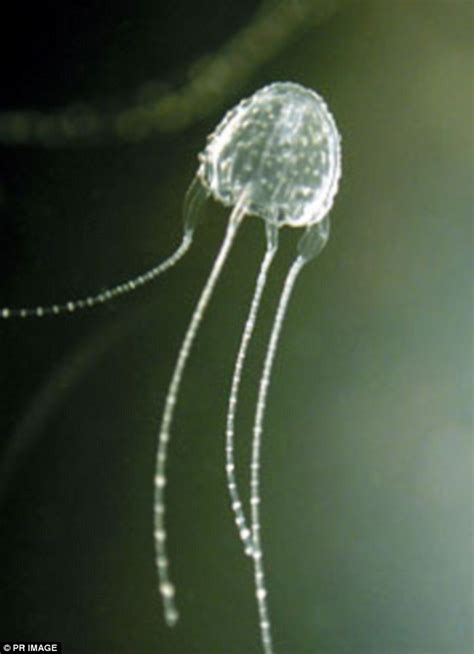 Experts Warn Of Killer Invisible Irukandji Jellyfish Are Migrating Down