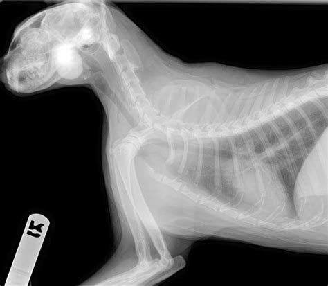 The average cost of an x ray for a dog is about £45. Robinson Animal Hospital - Clayton NC Veterinarian ...