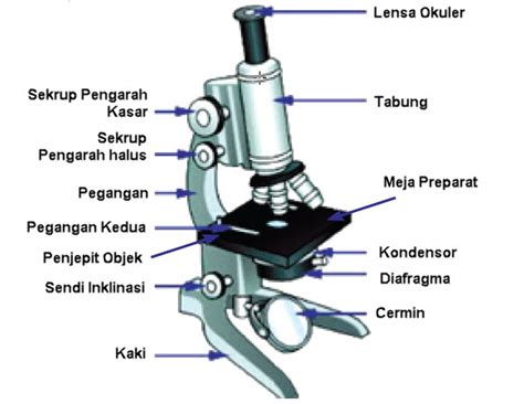 Mengenal Dan Memakai Mikroskop