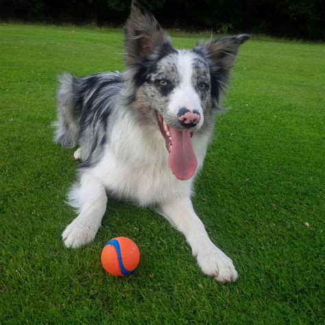 Blue merle border collie appearance. Beautiful Blue Merle Border Collie Young Dog | Edinburgh, Midlothian | Pets4Homes