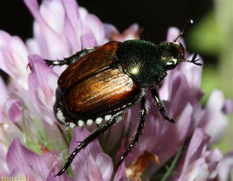 Japanese Beetle Popillia Japonica North American Insects And Spiders