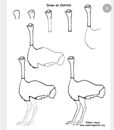 Mewarnai gambar polos Kleurplaat Struisvogel Kop