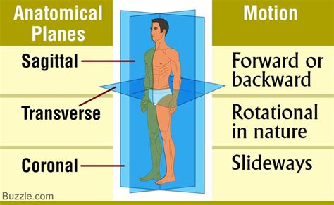 Human Movements Are Described In Terms Of Three Anatomical Planes That