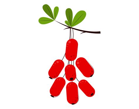 Download Barberry Svg Illustration Free And Premium In Png Svg