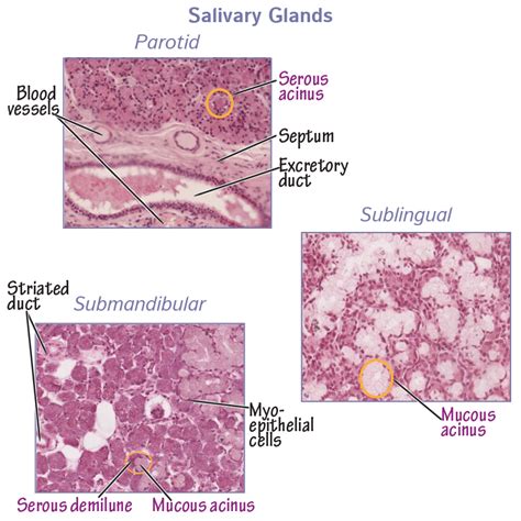 Histology Salivary Glands Histology Flashcards Ditki Medical And