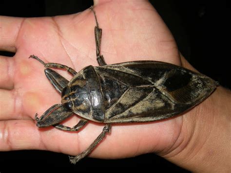 Giant Water Bug From Peru Whats That Bug