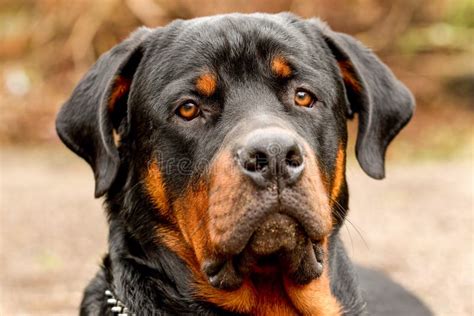 Frontal Rottweiler Dog Portrait Stock Photo Image Of Cute Friend