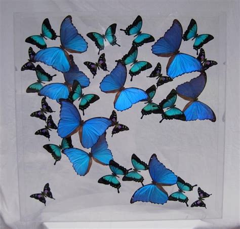 Butterfly Paintings Original Real Butterfly Artwork 499