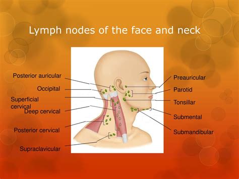 Ppt Facial Anatomy And Physiology Powerpoint Presentation Free