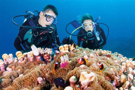 Dive jobs are these types of jobs that generate a salary. The 8 Best Travel Jobs In Australia | AWOL