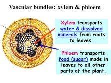 Maybe you would like to learn more about one of these? Why are xylem and phloem called complex tissues? - Quora
