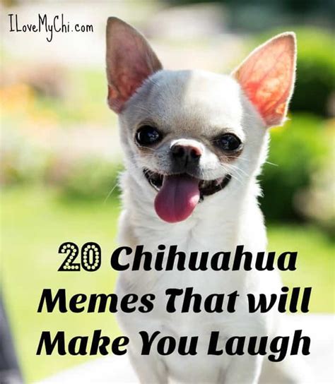 20 Chihuahua Memes That Will Make You Laugh I Love My Chi
