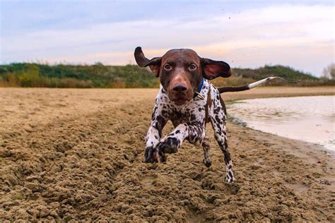 5 Things To Know About German Shorthaired Pointers Petful German