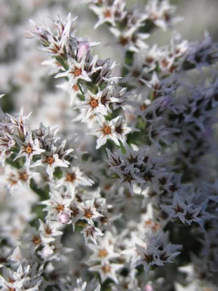 You can have a look at the impressive assortment of flowers from our website. German Statice dried 5 stems