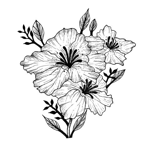Flower Line Drawing Images Milagros Knowles