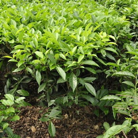 5pcs Chinese Green Tea Tree Plant Seeds Camellia Sinensis Grow Your Own