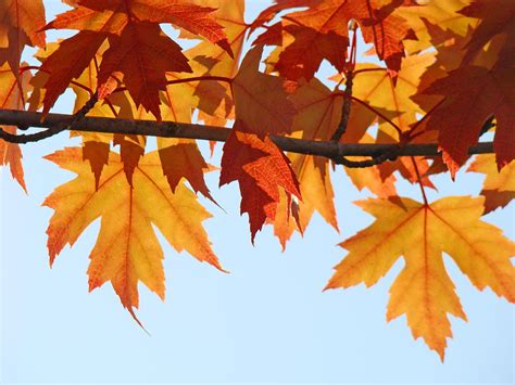Fall Orange Tree Leaves Art Prints Autumn Nature Photograph By Patti