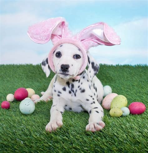 Dog Easter Photos That Youre Going To Love