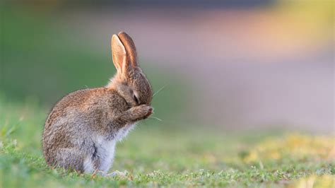 Cute Brown Rabbit Is Standing On Green Grass And Having Hands On Face