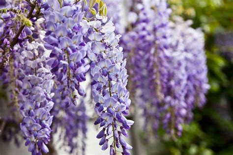There are also some unusual acacia trees with red or purple flowers. 6 flowering trees to grow for a big impact | Better Homes ...
