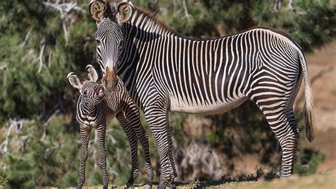 They usually live in treeless grasslands and savanna woodlands and are absent from deserts, rainforests, and wetlands. The meaning and symbolism of the word - «Zebra»