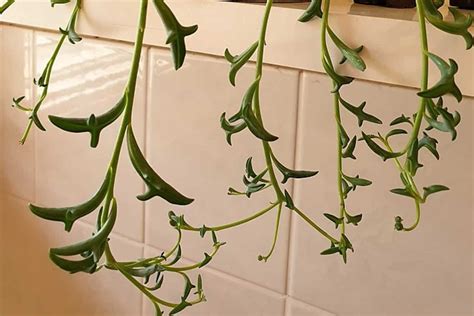 String Of Dolphins Plant Care And Complete Growing Guide