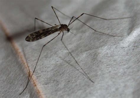 Graphene In Clothes Can Stop Mosquitoes Study Finds