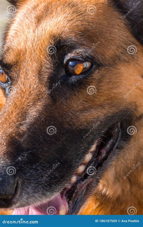 Close Up Of Brown And Black German Shepherd Dogs Eye And Face Stock