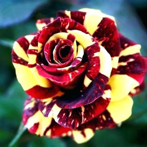 Multi Color Rose Seeds Double Petal Rose 100pcspack Greenseedgarden