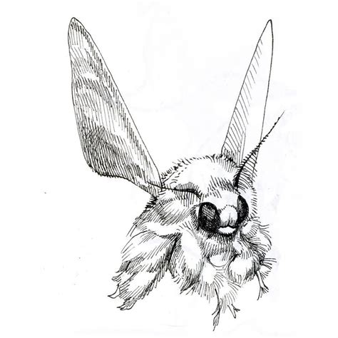 Moth Drawing Free Download On Clipartmag