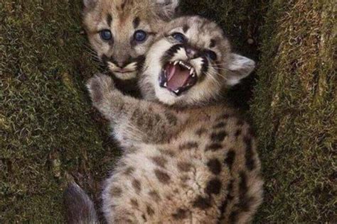 Baby Mountain Lion What Theyre Called Facts And Images