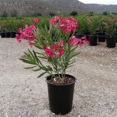 Red Hardy Oleander Seeds Nerium Oleander Price €195