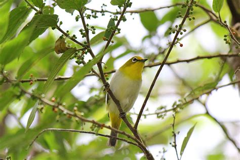 The story follows the 20 minutes he spent trying to claim back his property. sangihe white-eye - JungleKey.in Image