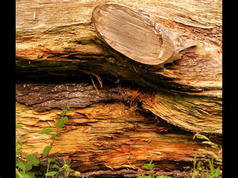 16 Rotting Log By Sue Brinkworth S1 Leighton Buzzard Photographic Club