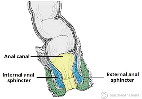 pictures of anal sphincter external