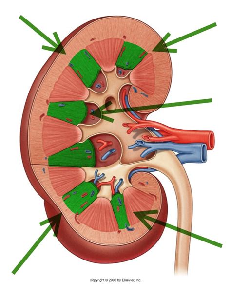 Level 35 Durham University Medicine Year One Memrise