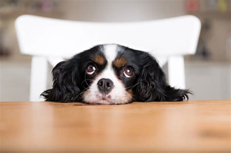 Dog Begging Prevention Tips And Tricks Pet Parents