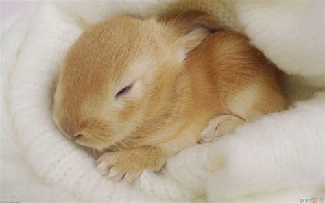 Cute Bunny Wallpapers Wallpaper Cave