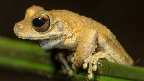 This Book Aims To Stop The Extinction Of Rare Amphibians · Giving Compass