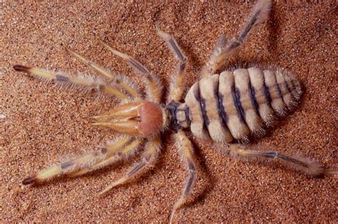 This unique creature belongs to the camel spiders prefer to kill their prey, so try to give it live food that it can hunt.6 x research look for a camel spider in a hot and dry area. Ma secondo voi.. il tizio che fanno vedere a Wild..