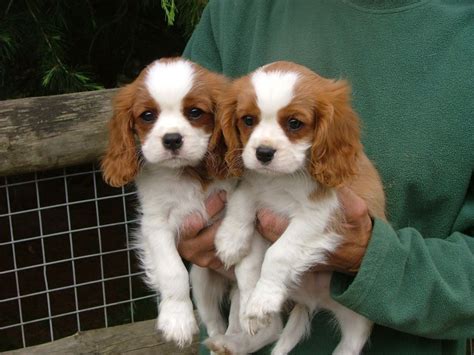 Call us for details, prices and phone interview. Buy/Sell King Charles spaniel Puppies - Adopt Puppy Online ...