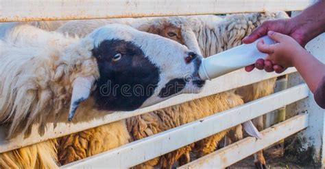 Feeding A Bottle Of Milk To A Sheep Stock Image Image Of Feeding