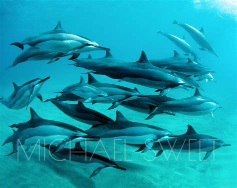 A Pod Of Dolphins Swims In The Bright Turquoise Sea Maui Hands