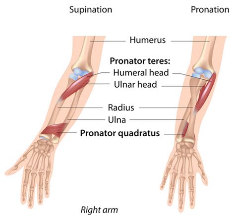 Pronator Quadratus Muscle With Right Hand Anterior View Outline Diagram Ubicaciondepersonas