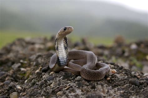 Juvenile Of Indian Spectacled Cobra Naja Naja Is A Species Of Venomous