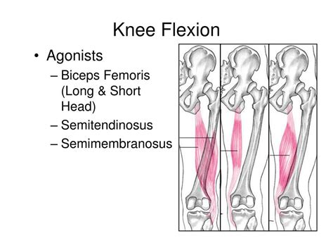 Ppt The Knee Joint Powerpoint Presentation Free Download Id634195