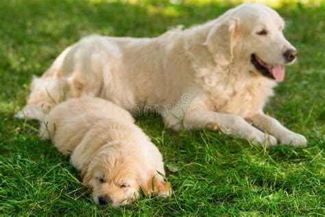 Retriver Mother And Its Baby Stock Photo Image Of Golden Father