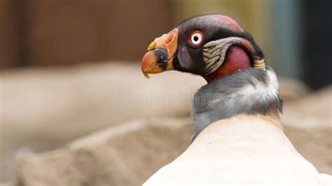 King Vulture Stock Image Image Of Portrait Large Colorful 60696469